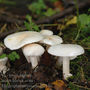Hygrophorus cossus